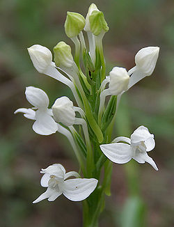 Habenaria roxburghii