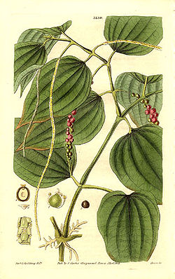  Piper nigrum, le poivrier noir